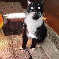 adopt a pet
