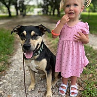 adopt a pet