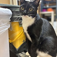 adopt a pet