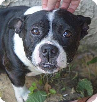 Portsmouth Nh Boston Terrier Meet Mr Snort Adopted A Pet For Adoption