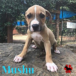 Photo of Mushu