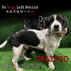 Photo of Calypso 8115
