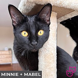 Photo of Minnie (bonded with Mabel)