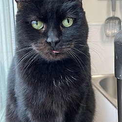 Thumbnail photo of Buster (Shy Black Kitty) - Adoption Sponsored #1