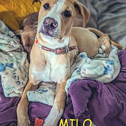 Thumbnail photo of MILO #2