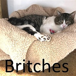 Thumbnail photo of Britches #1