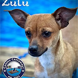 Photo of Zulu