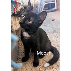 Thumbnail photo of Mooch #2