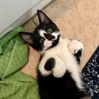 adopt a pet