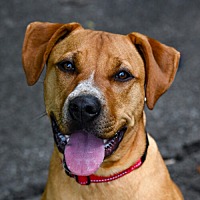 adopt a pet