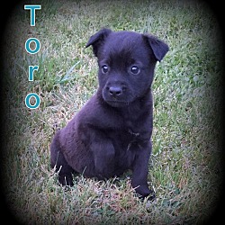 Thumbnail photo of Toro #1
