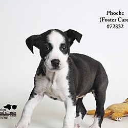 Thumbnail photo of Phoebe  (Foster Care) #4