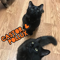 Thumbnail photo of Castor & Pollux #1