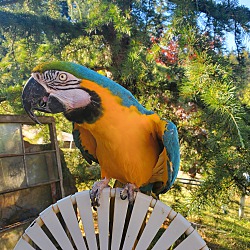 Thumbnail photo of Sandy 26 YO Blue N Gold Macaw #2