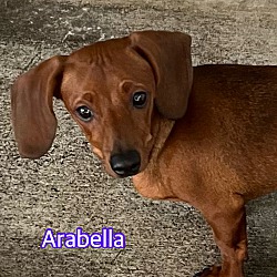 Thumbnail photo of Arabella #2