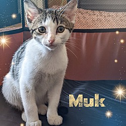 Photo of Muk