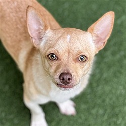 Photo of Cricket