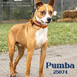 Thumbnail photo of Pumba #1