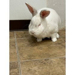 Thumbnail photo of Mister Rabbit #2