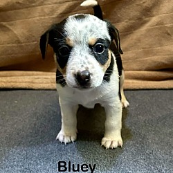 Thumbnail photo of Bluey #1