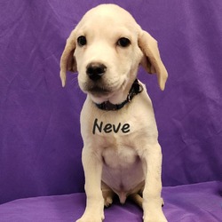 Thumbnail photo of Neve #1