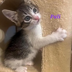 Thumbnail photo of Pali #2