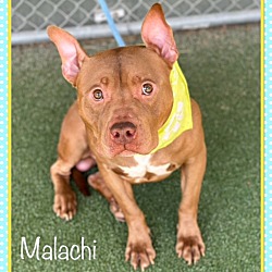 Thumbnail photo of MALACHI #3