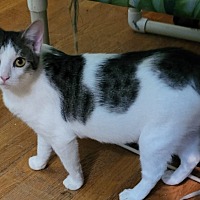 adopt a pet