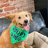 adopt a pet