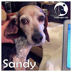 Thumbnail photo of Sandy #1
