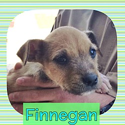 Thumbnail photo of Finnegan #2