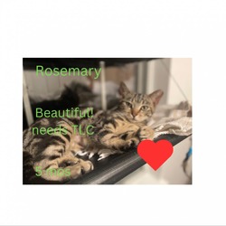 Thumbnail photo of Rosemary #4