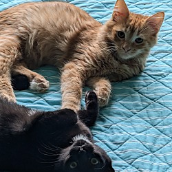 Thumbnail photo of Mowgli and Bagheera #3