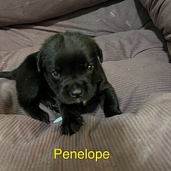 Thumbnail photo of Penelope #2