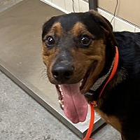 adopt a pet