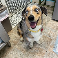 adopt a pet