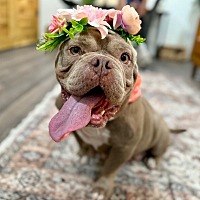 adopt a pet