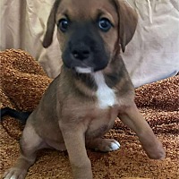adopt a pet