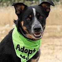 adopt a pet