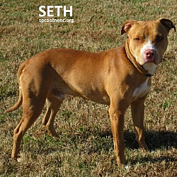 Thumbnail photo of Seth #1