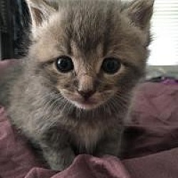 Thumbnail photo of Clawdeo (Medford kittens) #1