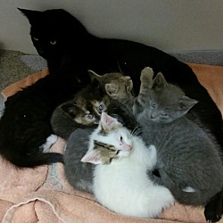 Photo of Black cat and kittens