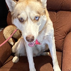 Dog for adoption - SASHA , a Siberian Husky & Klee Kai Mix in Yucca Valley,  CA