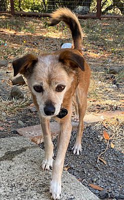 Santa Rosa, CA - Chihuahua. Meet Griffin a Pet for Adoption - AdoptaPet.com