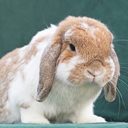 Photo of Buck #3 **SPECIAL NEEDS**
