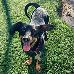 Photo of Charlie (bonded with Copper)