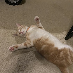 Photo of Mr. Meow