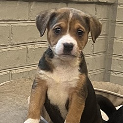 Photo of Molly - Litter of 8