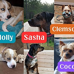 Photo of Holly, Sasha, Clemson, & Coco