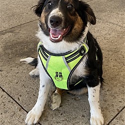 Photo of Aussie Pup Melbourne